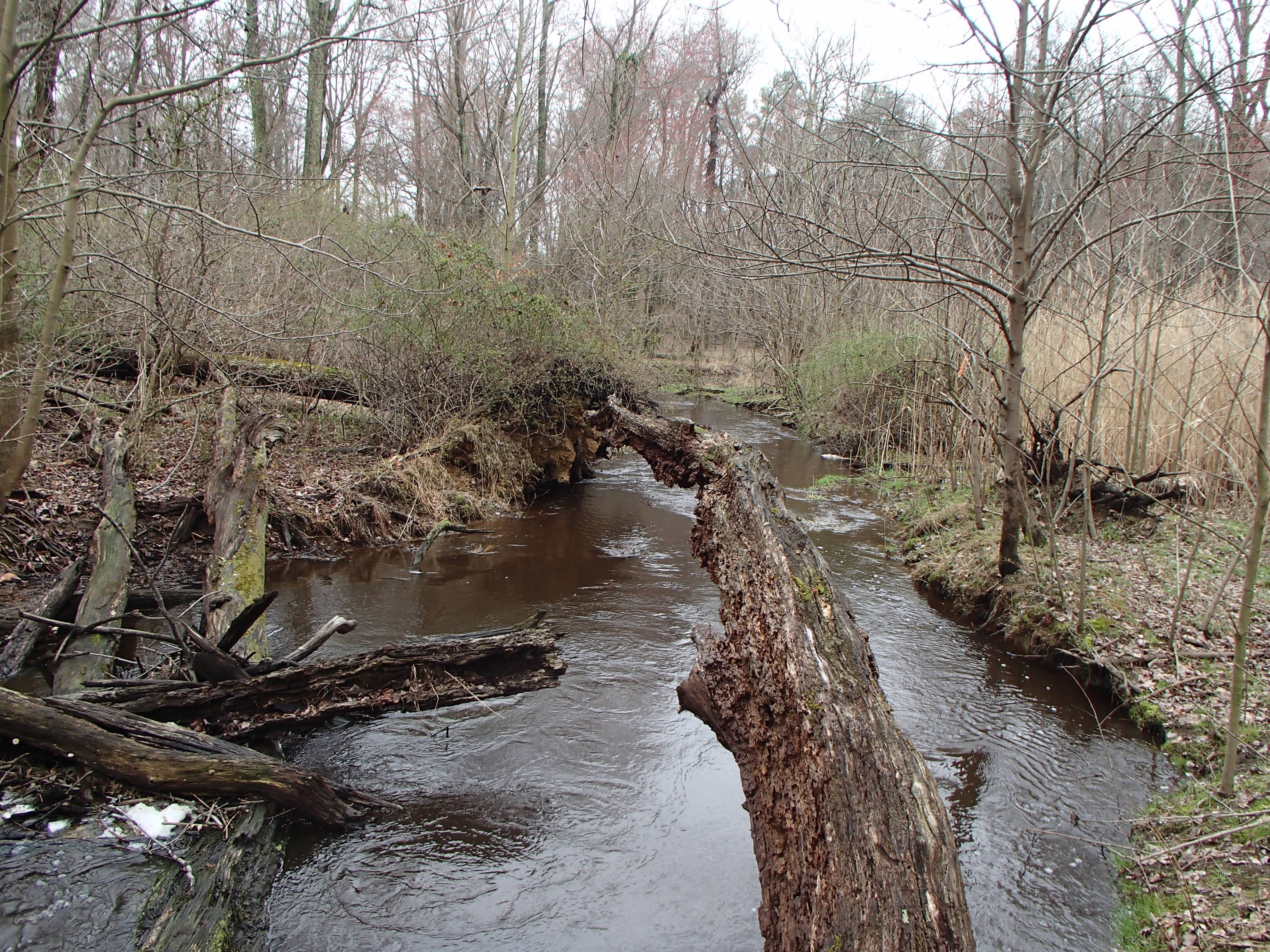 Field photo showing stream conditions at site LOCR-102-S-2016_Midpoint looking downstream